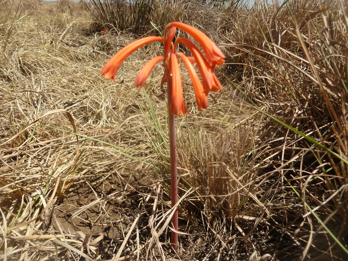 Mountain Fire Lily (Cyrtanthus tuckii)