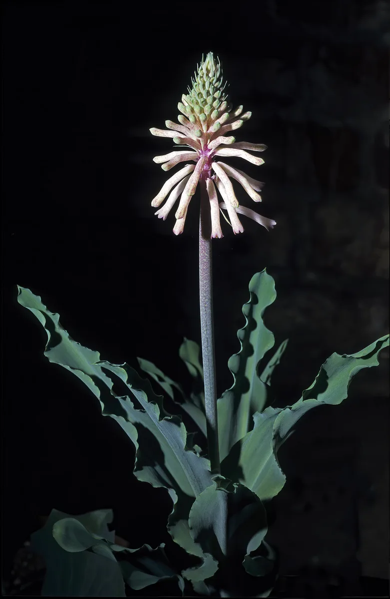 Large Forest Lily (Veltheimia capensis)