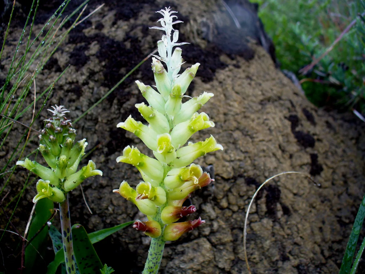Yellow Cape Cowslip
