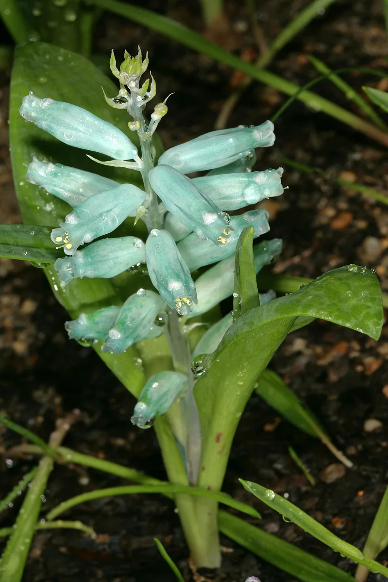 Blue Lachenalia