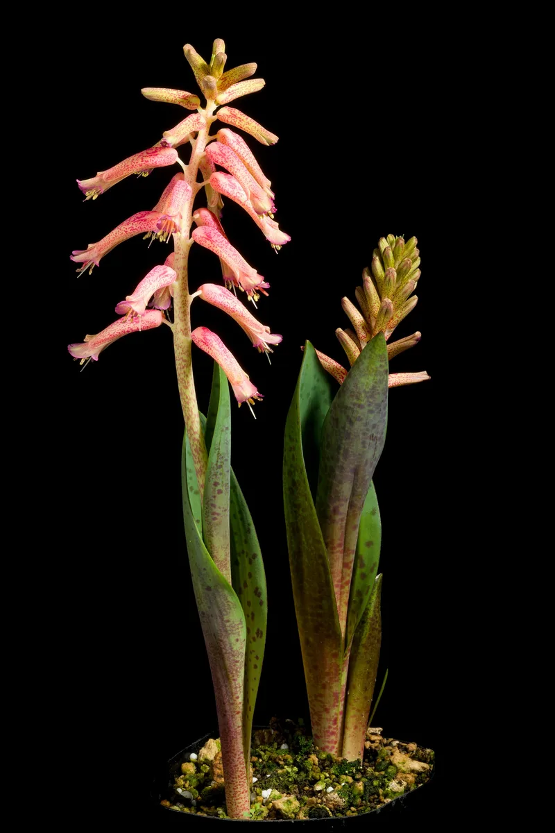 Spotted Lachenalia