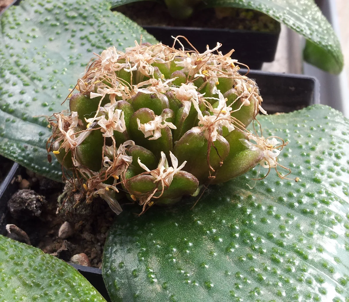 Golden Massonia (Massonia pustulata)