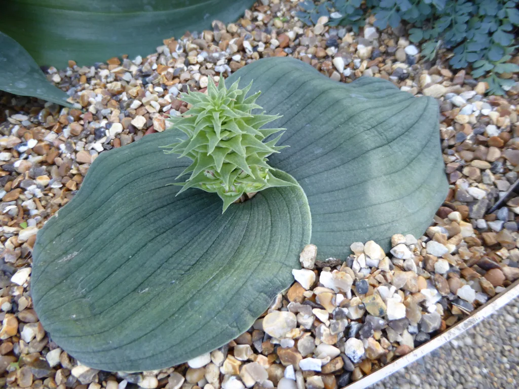 Broadleaf Massonia (Massonia bifolia)