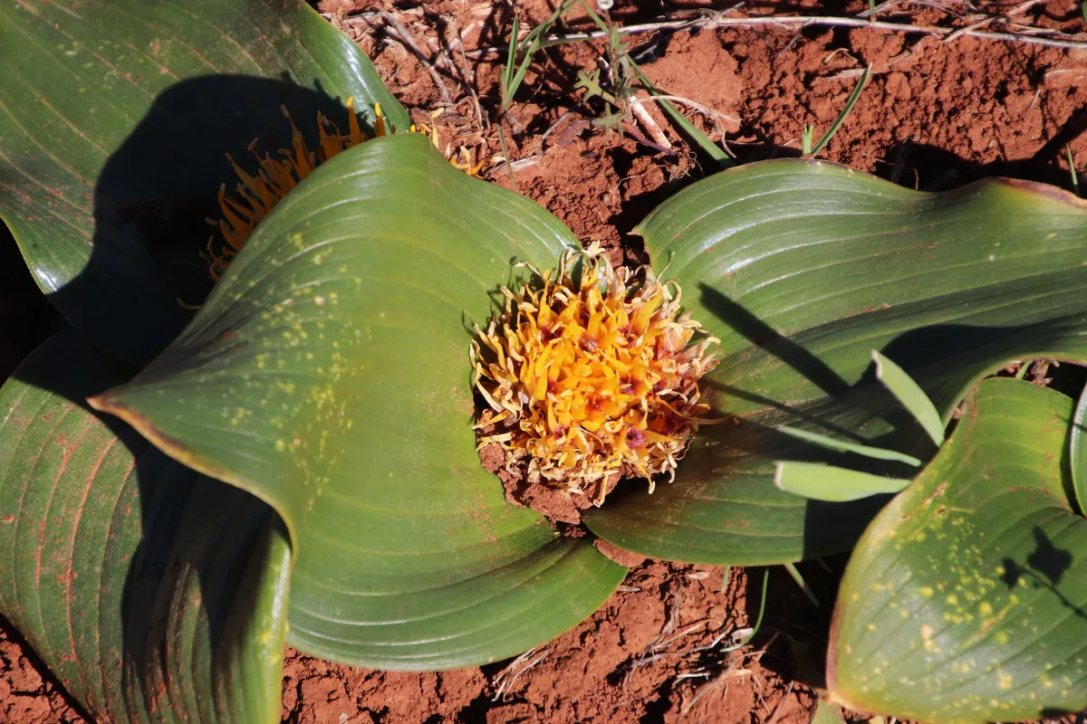 Pink Daubenya