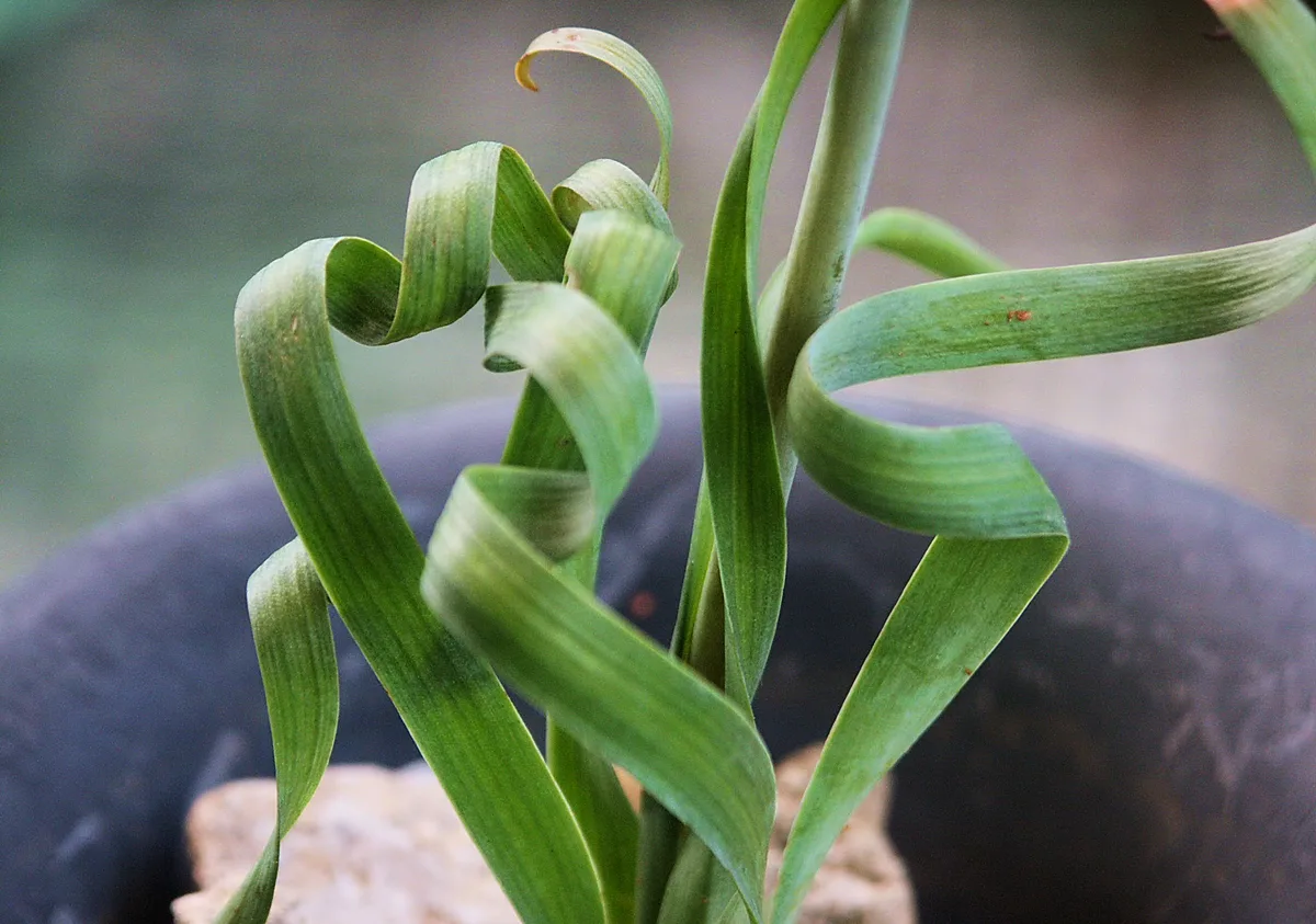 Corkscrew Albuca