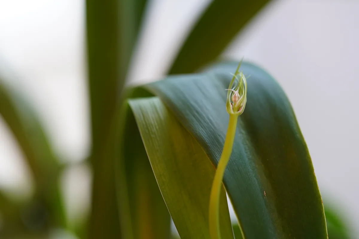 Hairy Albuca