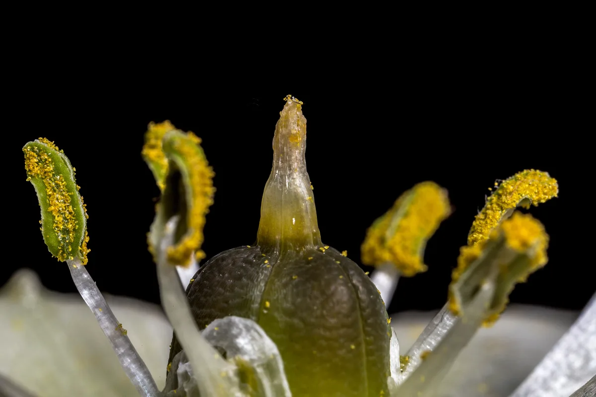 Cape Star (Ornithogalum thyrsoides)