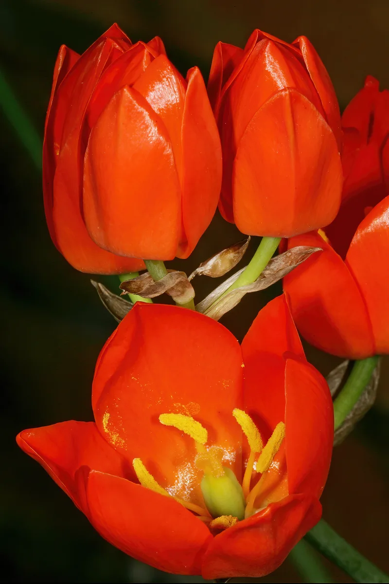 Orange Chincherinchee (Ornithogalum maculatum)