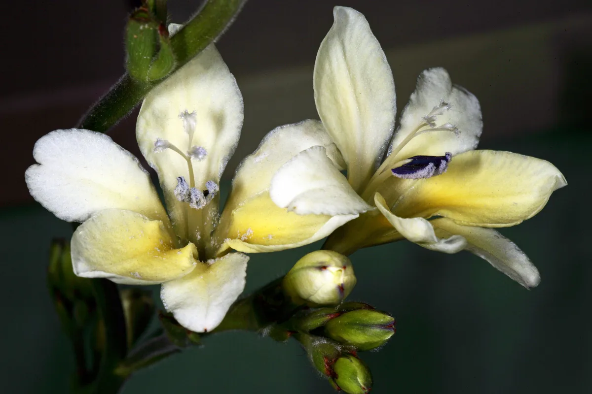 Golden Baboon Flower
