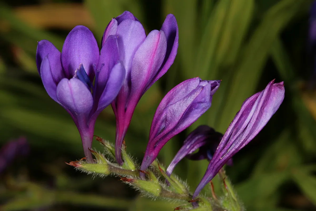 Blue Baboon Flower