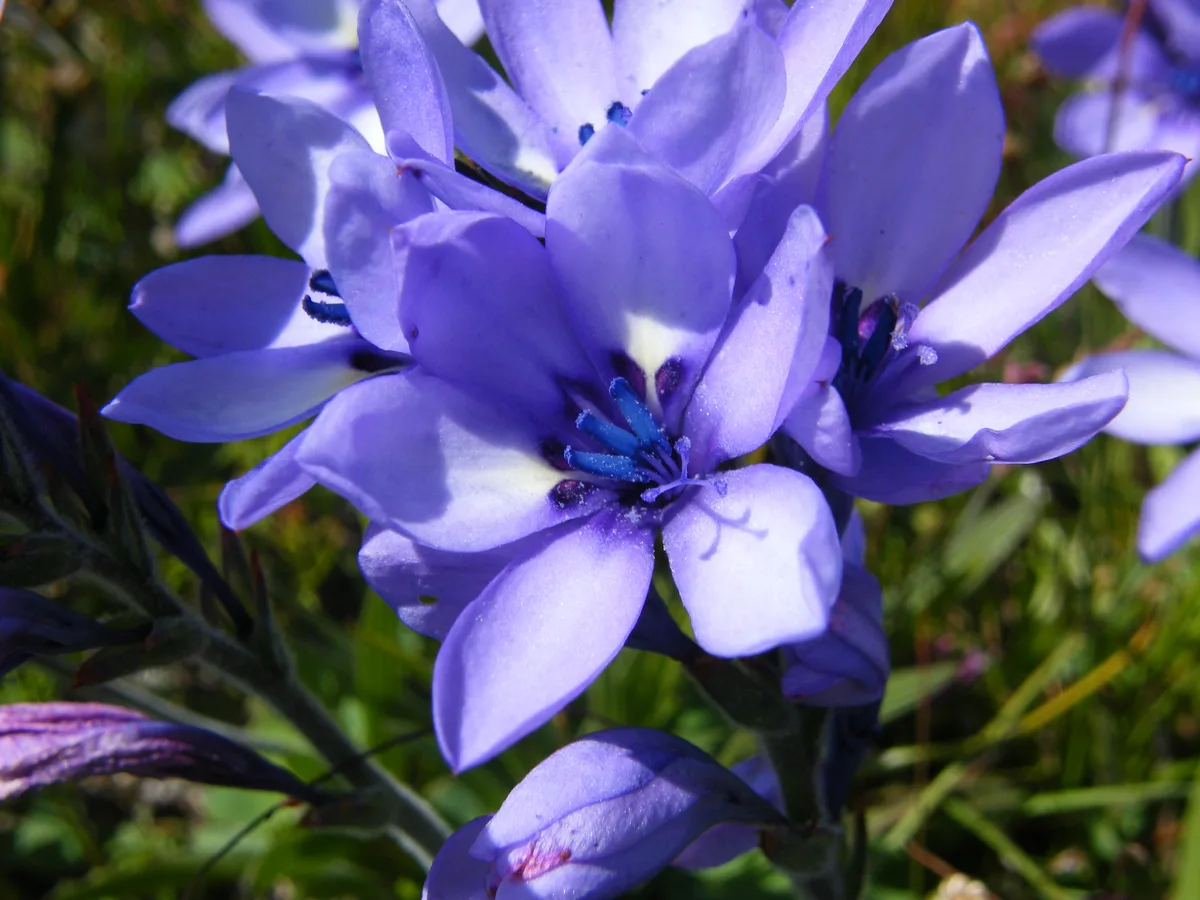 Fragrant Babiana