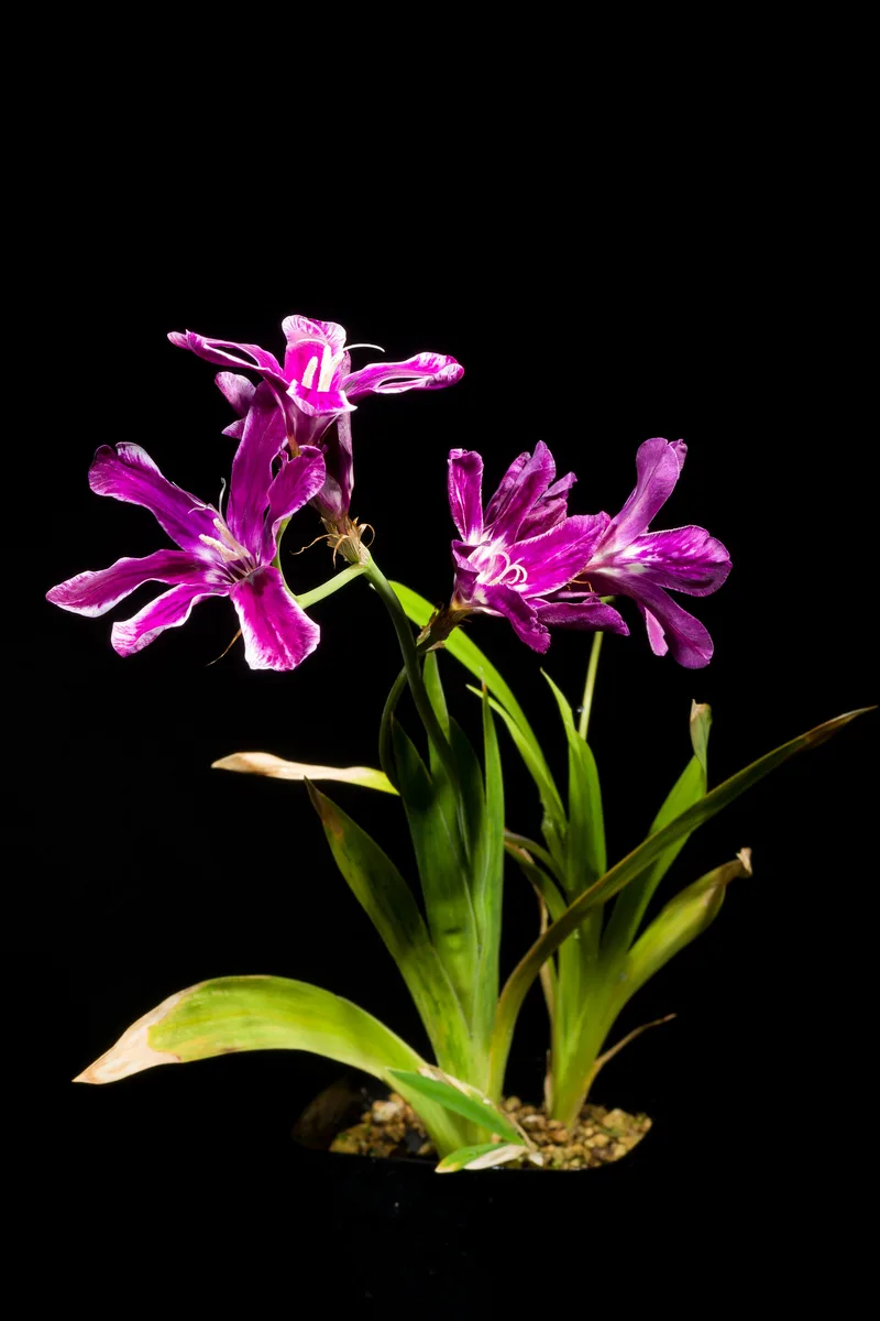 Salmon Sparaxis (Sparaxis grandiflora)