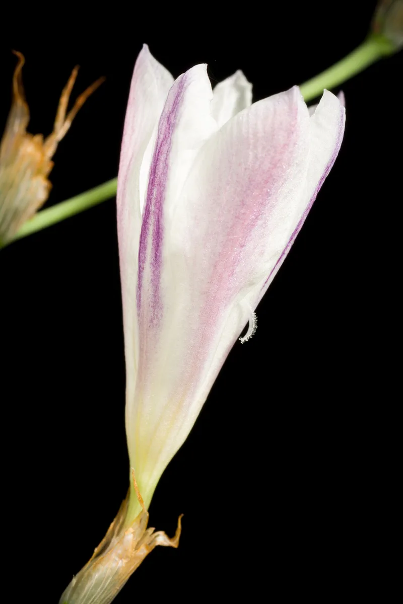 White Sparaxis (Sparaxis bulbifera)
