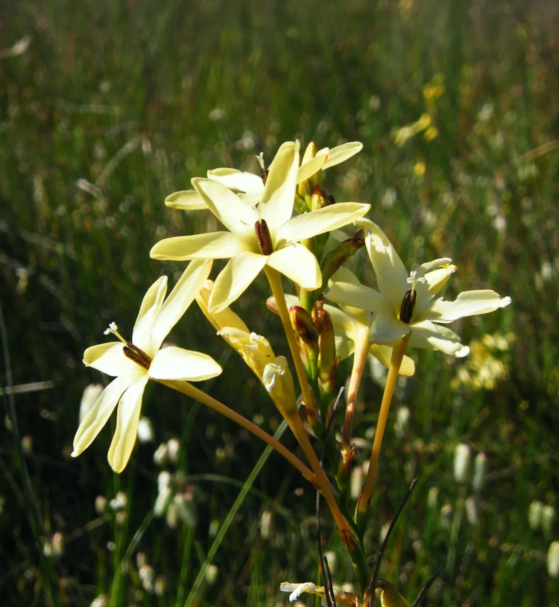 Long-tubed Ixia