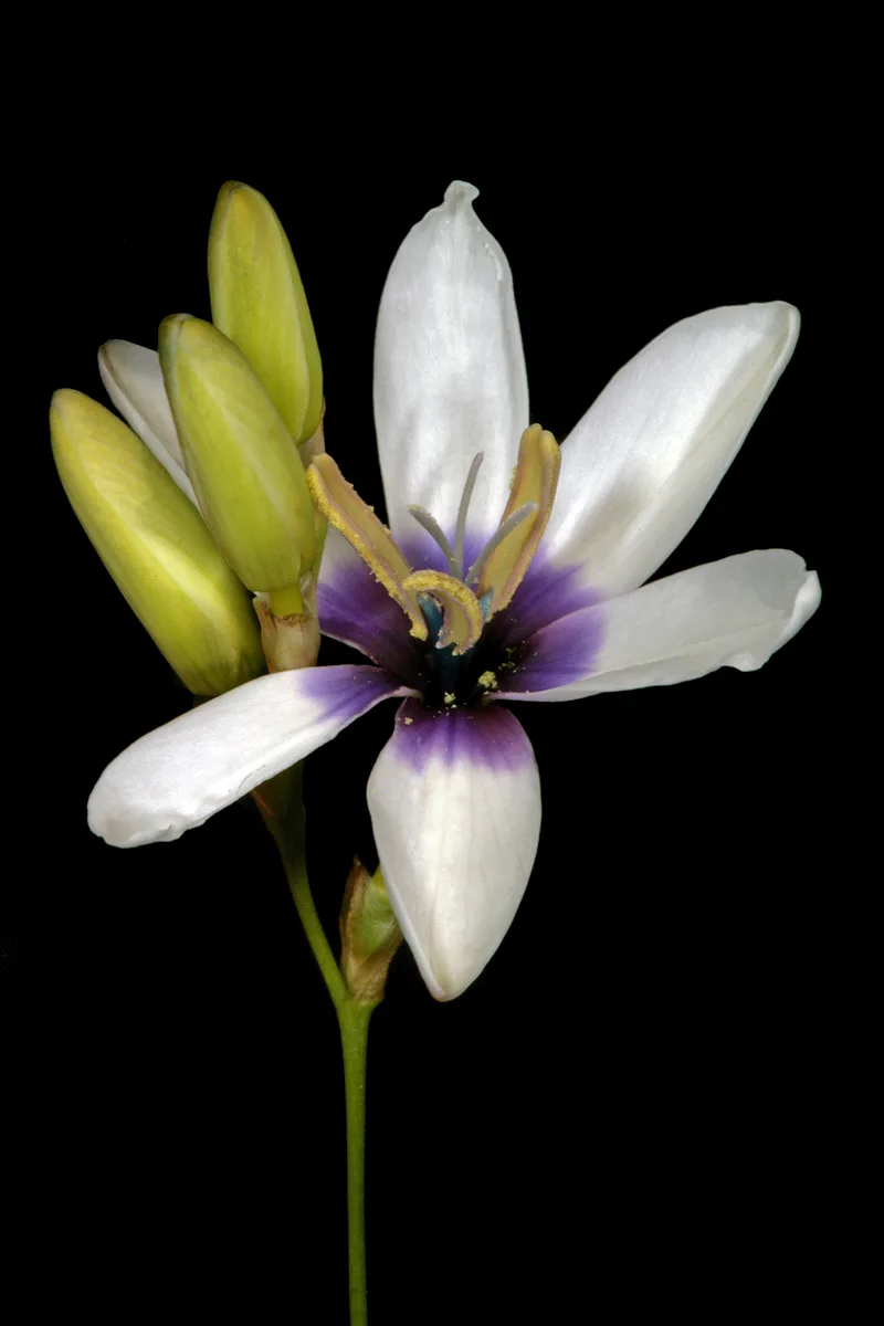 Pink Ixia