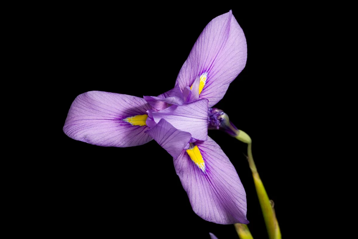 Blue Moraea (Moraea polystachya)