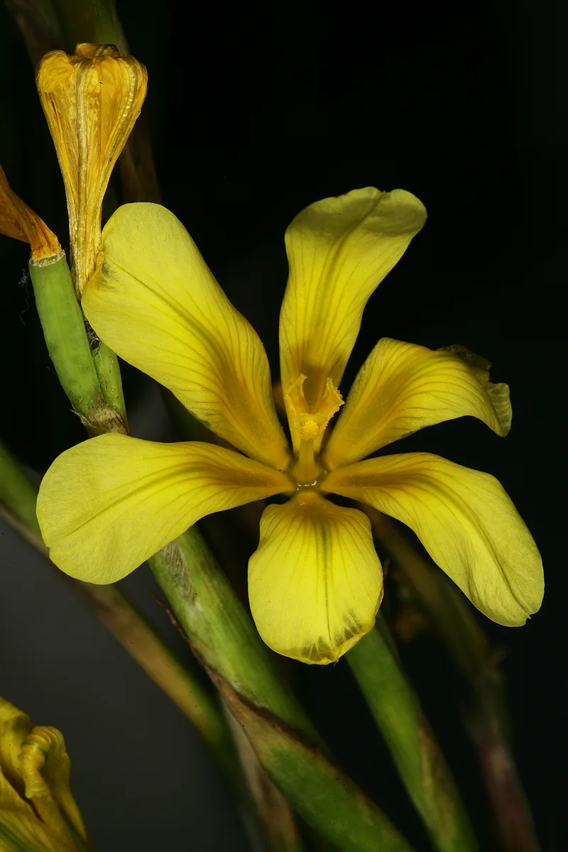 Yellow Moraea (Moraea ochroleuca)