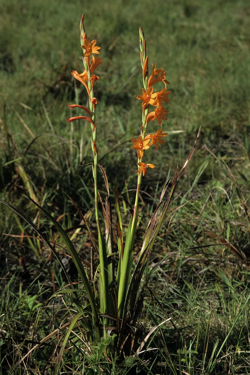 Blue Watsonia (Watsonia pillansii)