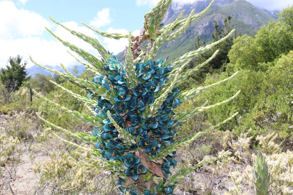 Blue Puya (Puya alpestris)