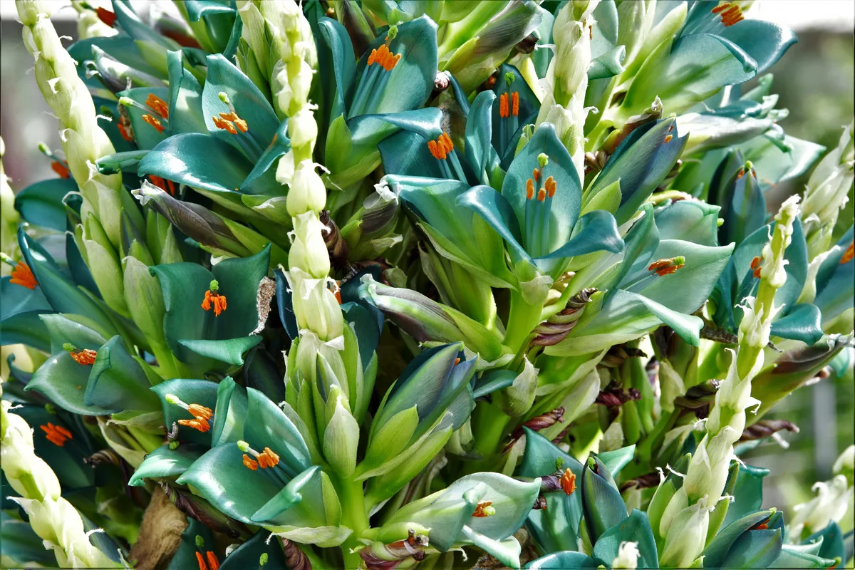 Sapphire Tower (Puya berteroniana)