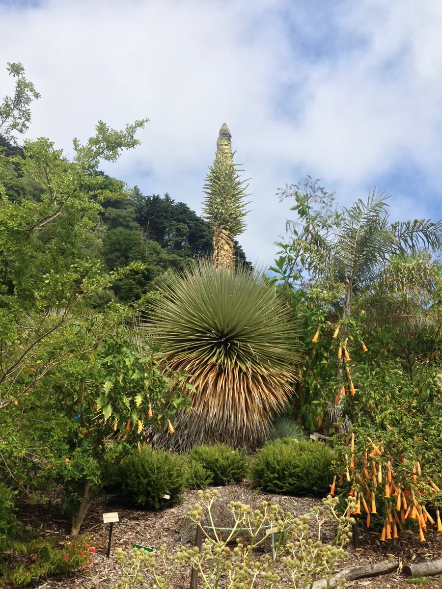Giant Puya (Puya raimondii)