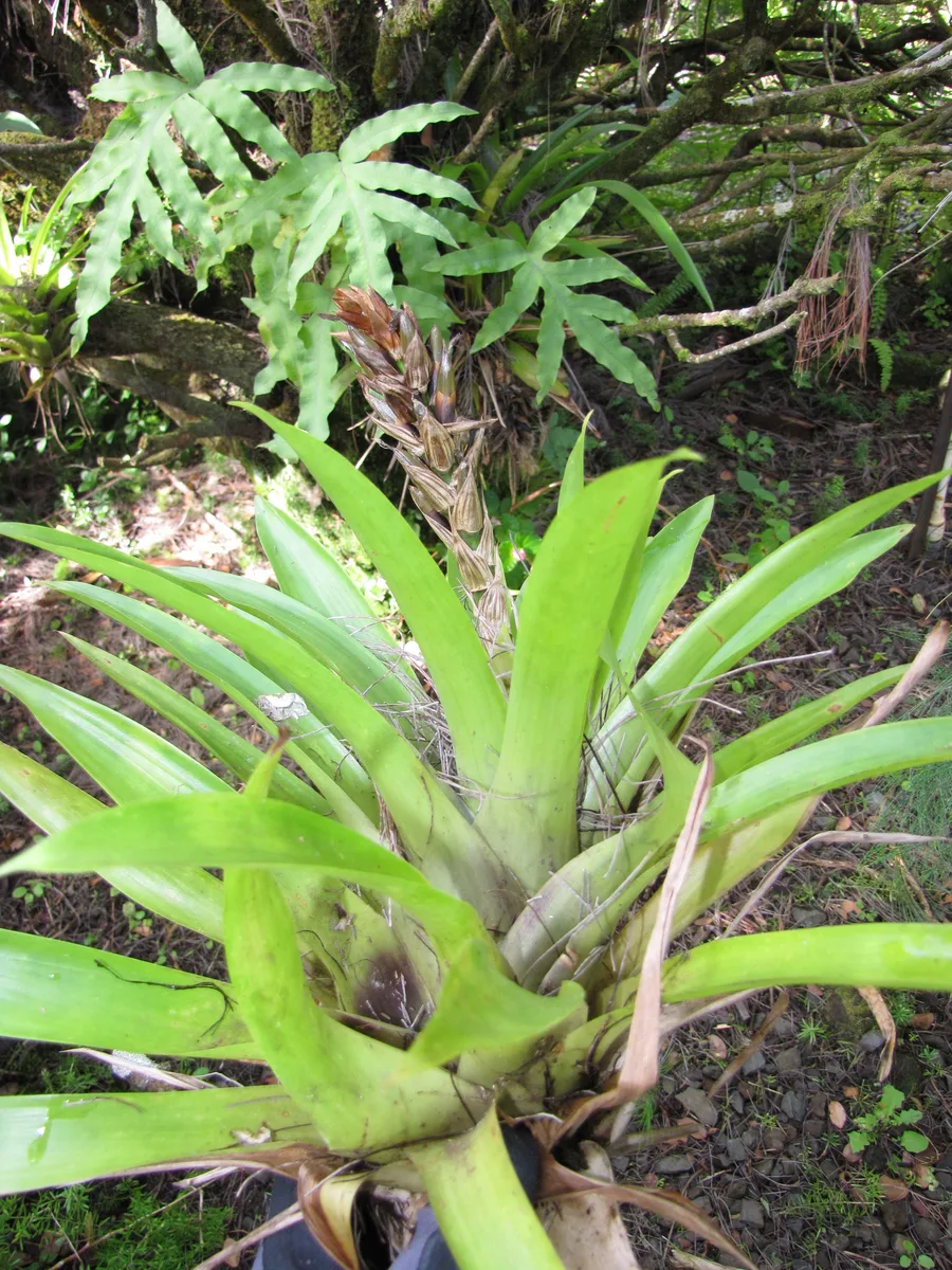 Orange Star Bromeliad