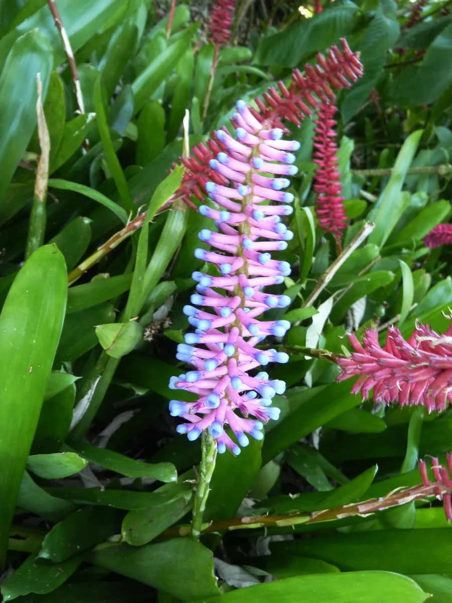 Matchstick Bromeliad (Aechmea gamosepala)