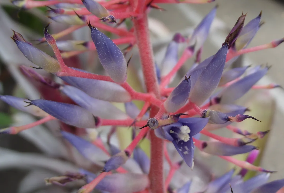 Blue Tango Bromeliad (Aechmea fendleri)