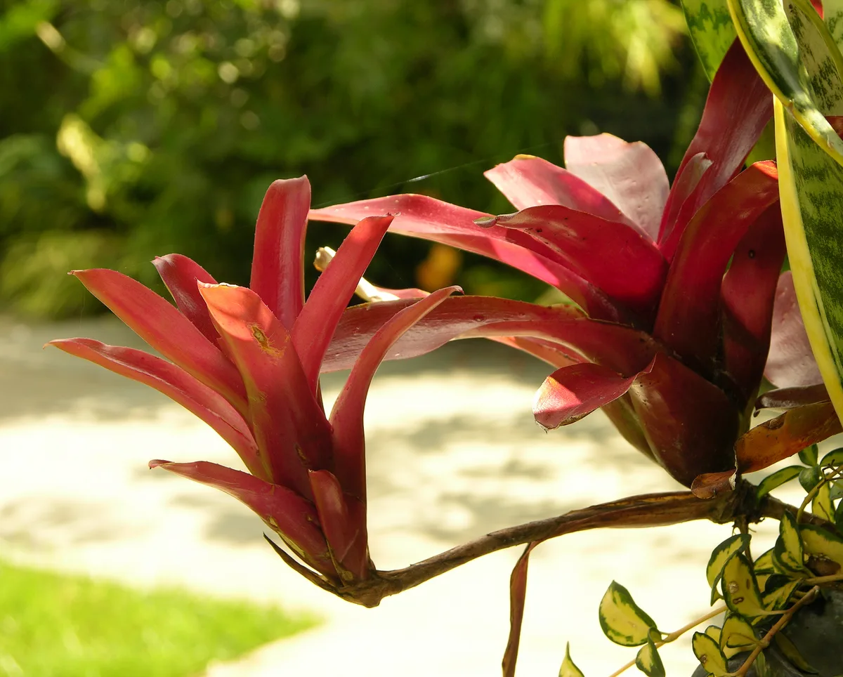 Fireball Bromeliad