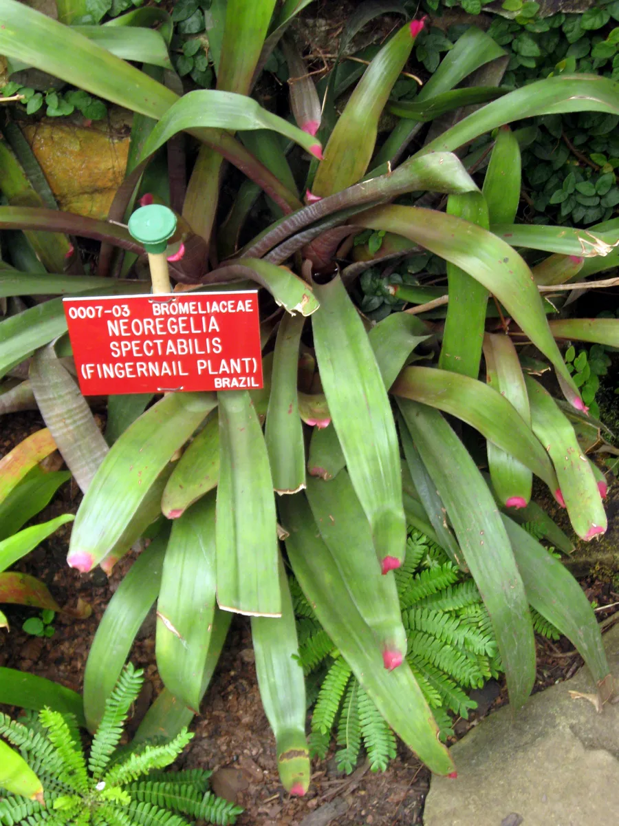 Tiger Bromeliad (Neoregelia spectabilis)