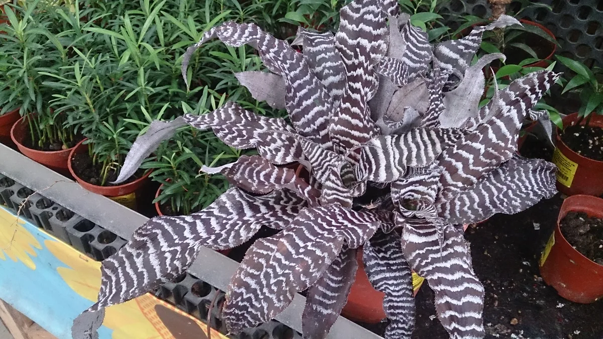 Zebra Earth Star (Cryptanthus zonatus)