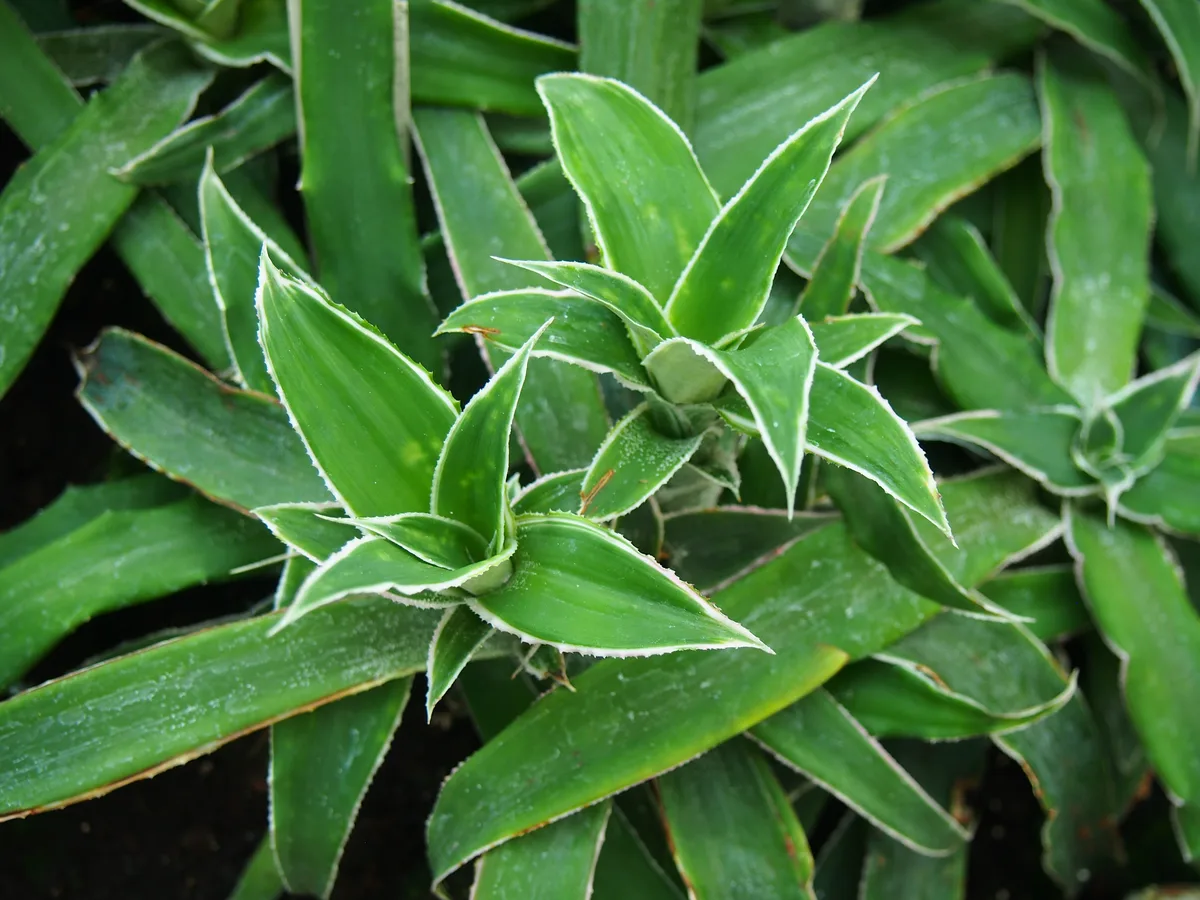 Red Star Bromeliad (Cryptanthus acaulis)