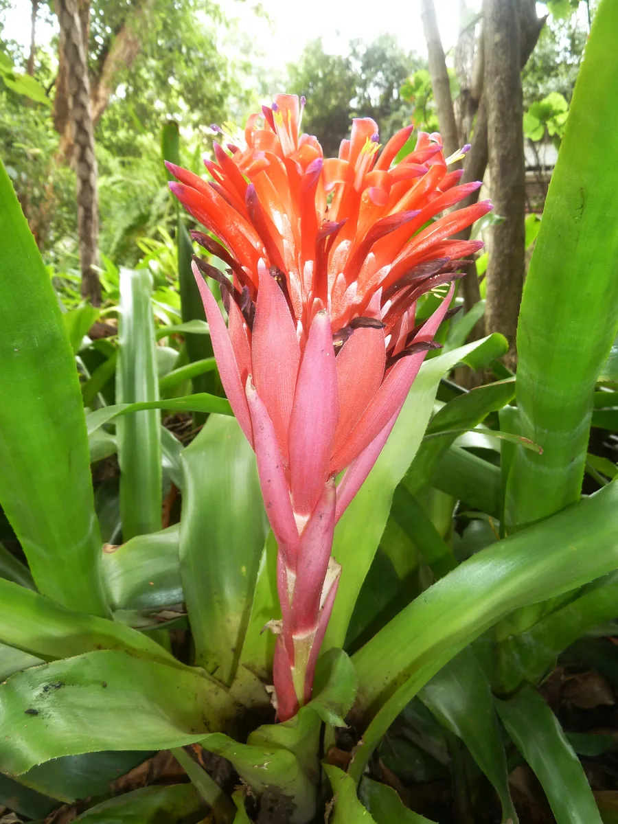 Painted Billbergia
