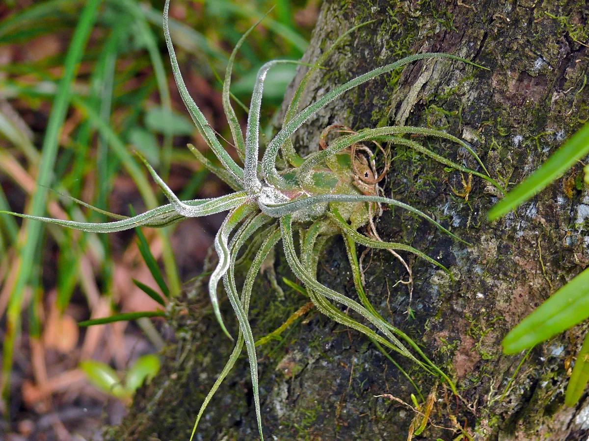 Medusas Head (Tillandsia caput-medusae)