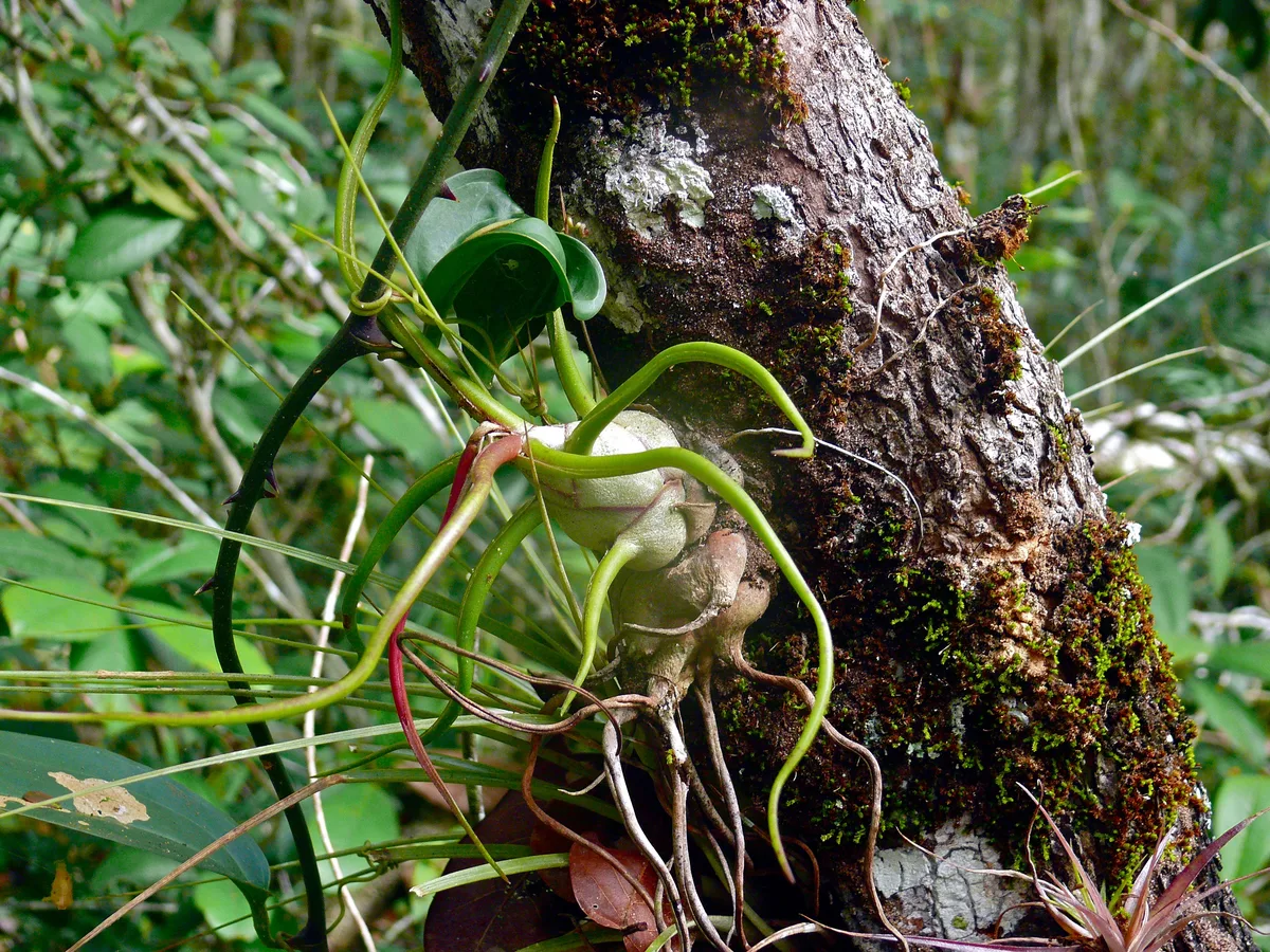 Bulbous Air Plant