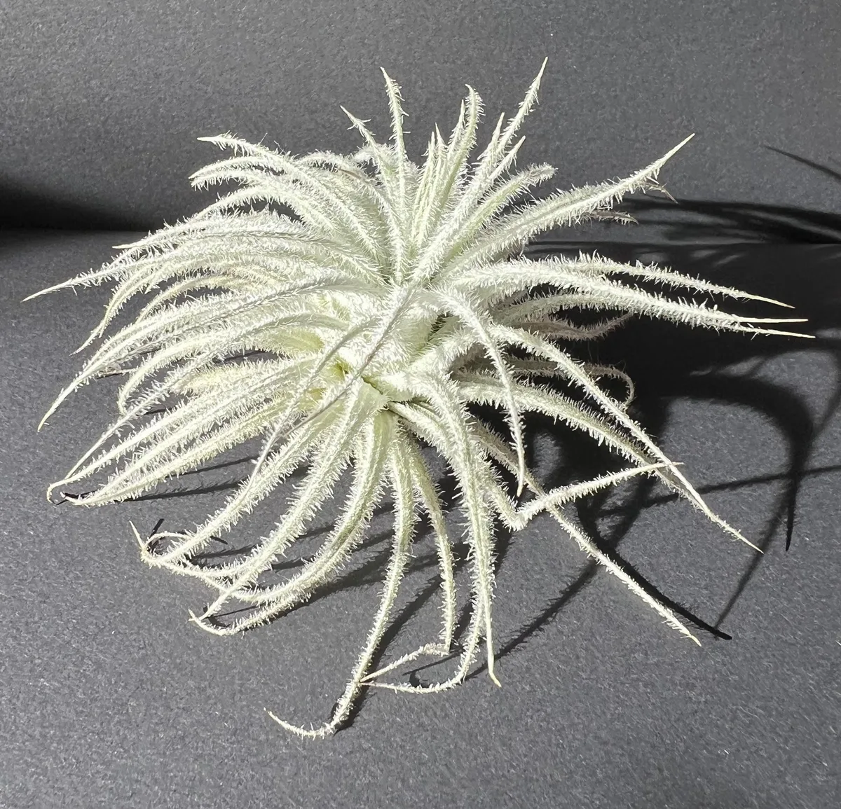 Silver Air Plant (Tillandsia tectorum)