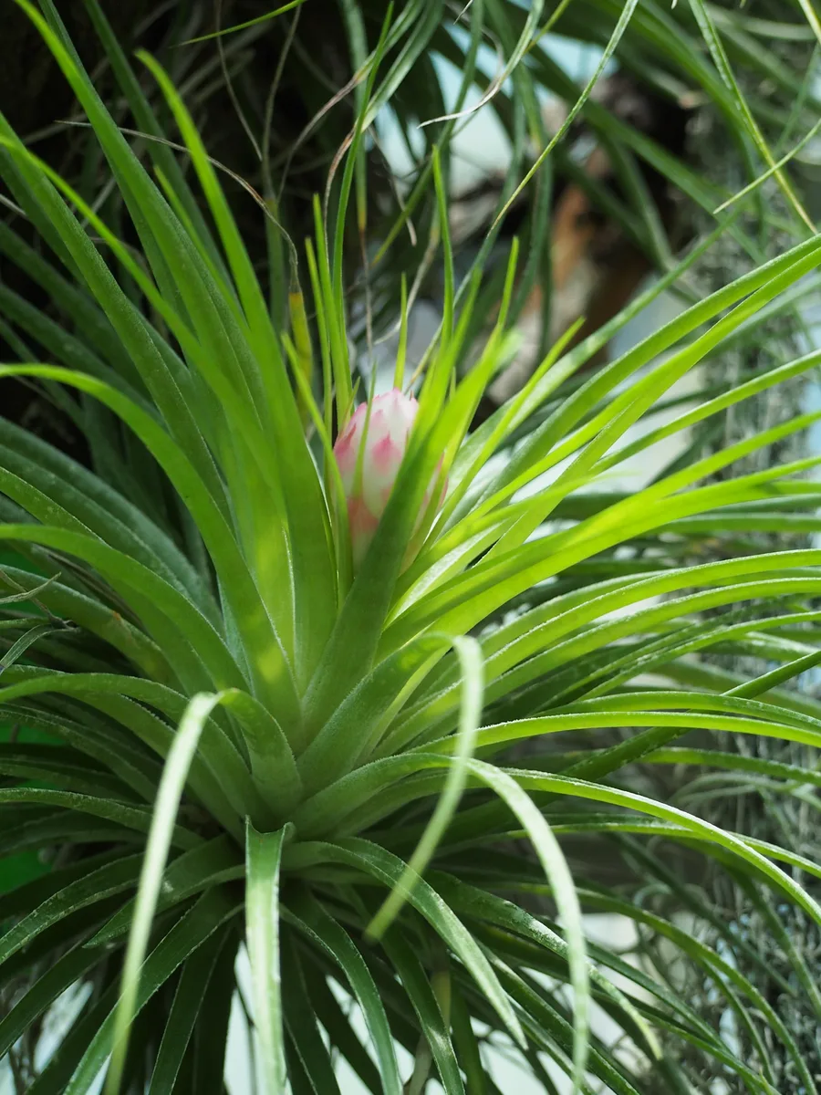 Pink Air Plant (Tillandsia stricta)