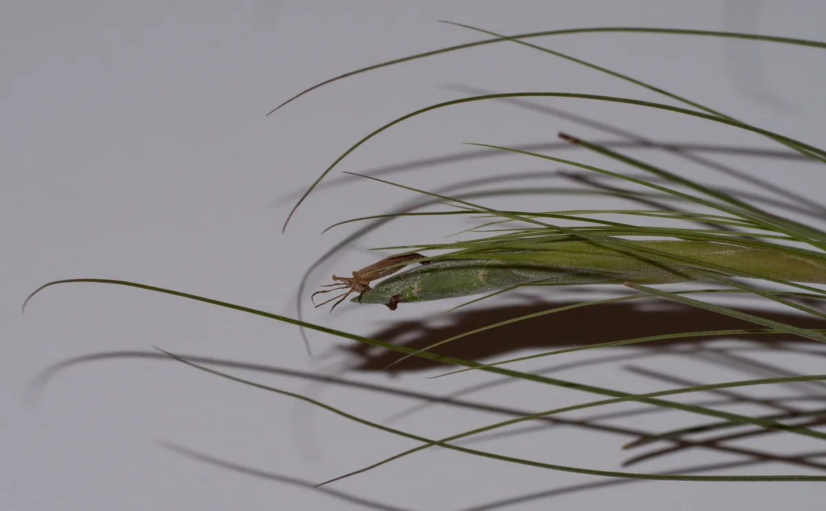 Cockscomb Air Plant (Tillandsia juncea)