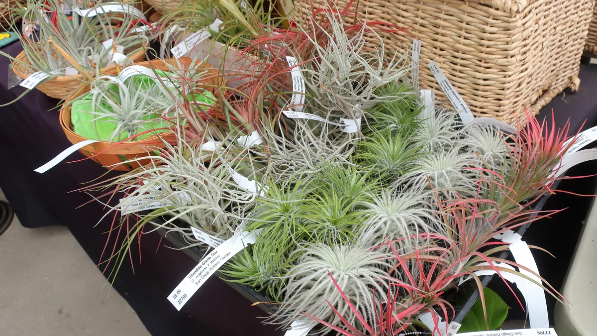 Blushing Air Plant (Tillandsia brachycaulos)