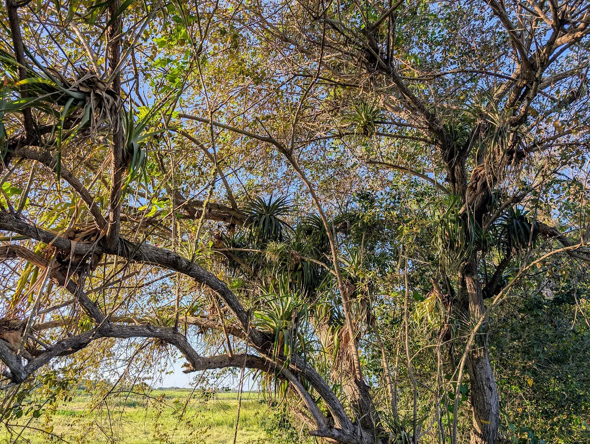 Tree Air Plant (Tillandsia utriculata)