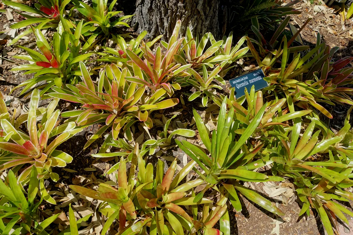 Pink Torch Bromeliad