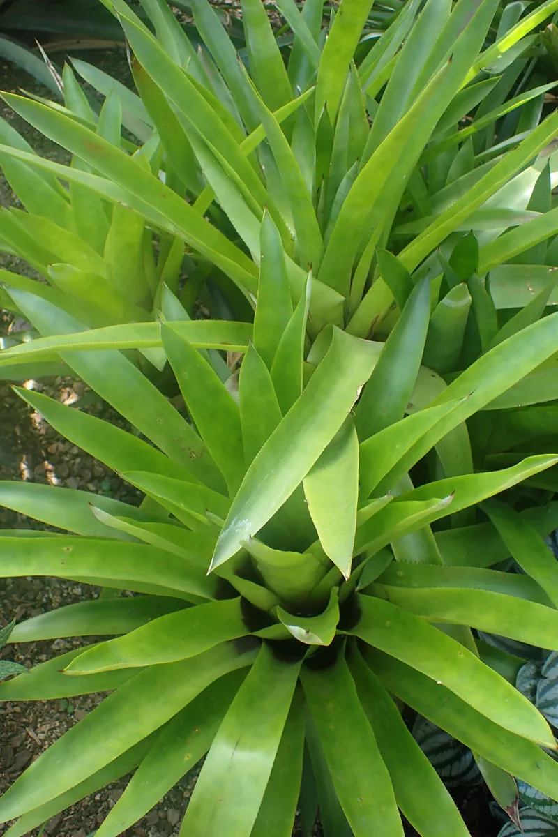 Red Torch Bromeliad (Quesnelia testudo)