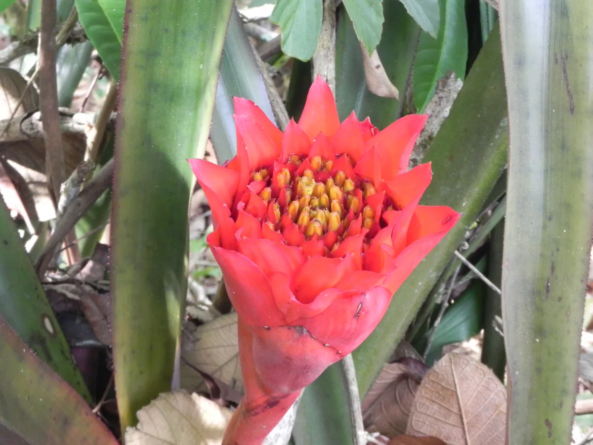 Canistrum Bromeliad