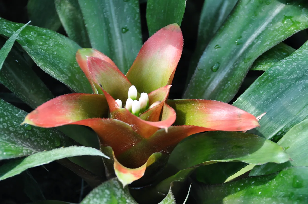 Brazilian Vase Plant