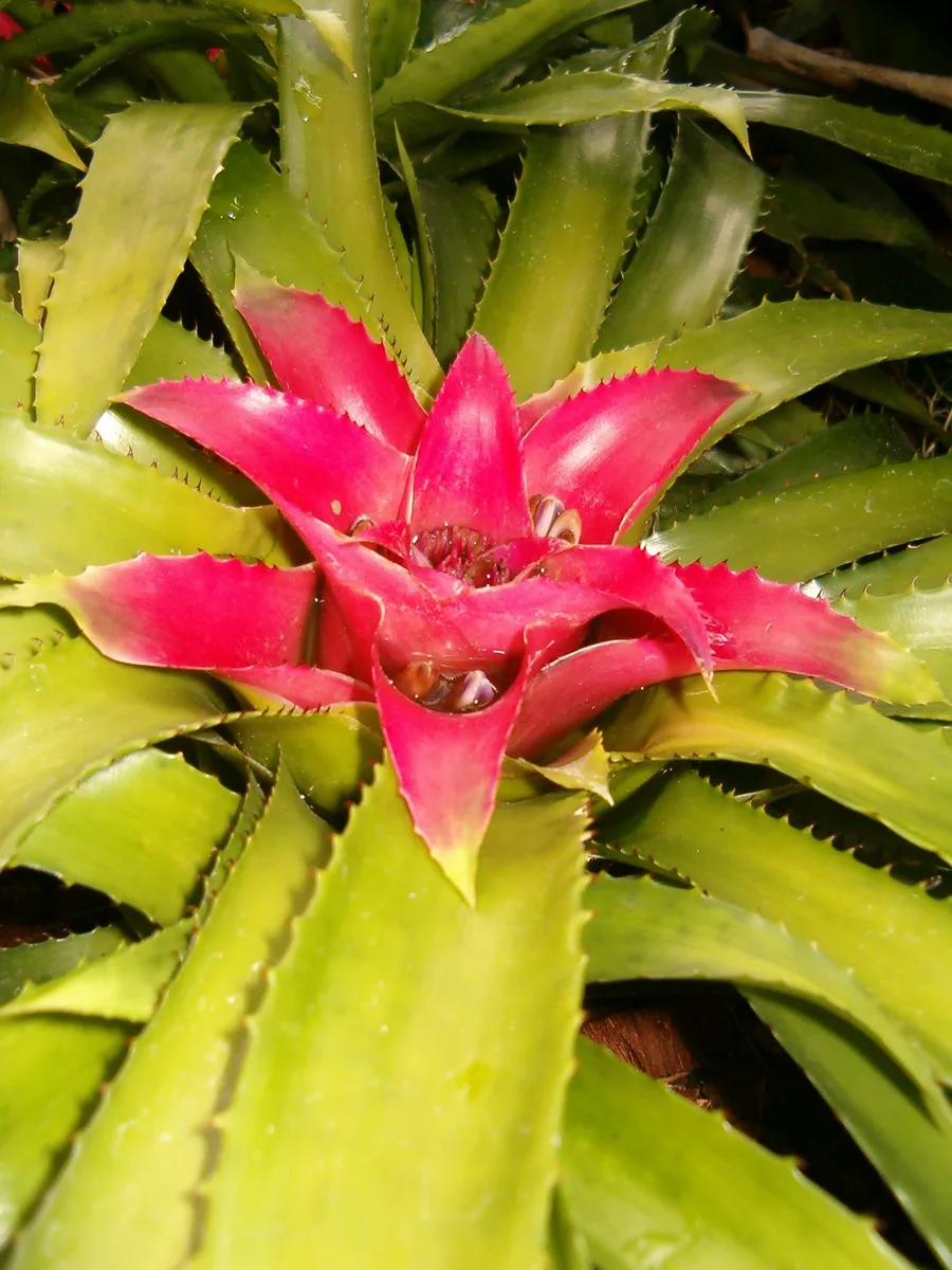 Red Nest Bromeliad (Nidularium fulgens)