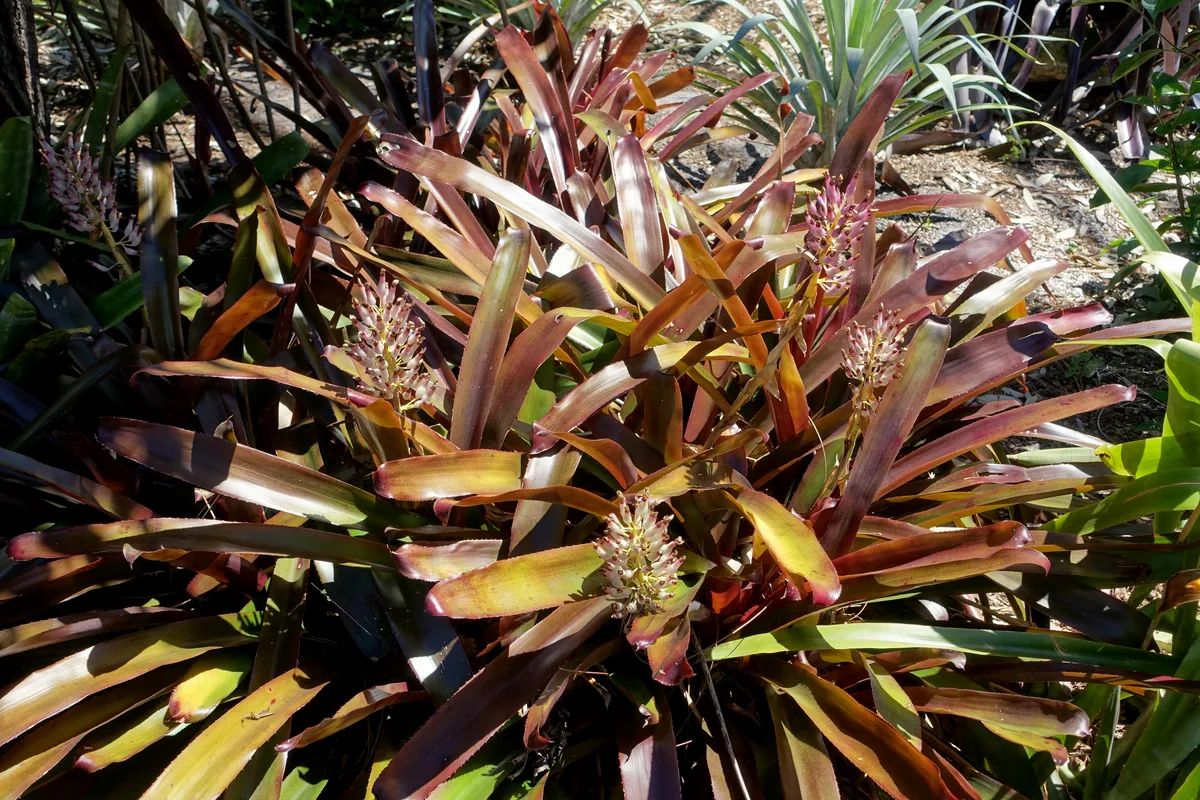 Portea Bromeliad (Portea alatisepala)