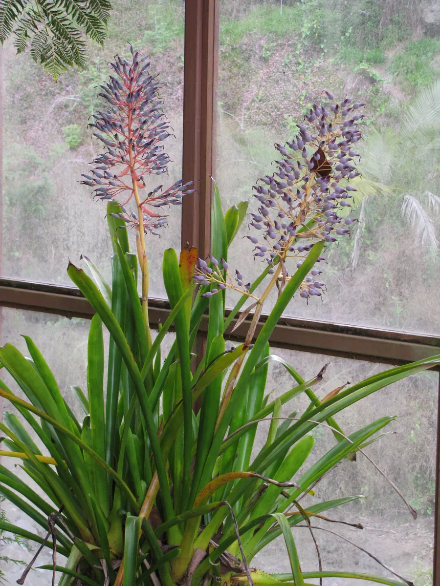 Blue Portea (Portea petropolitana)