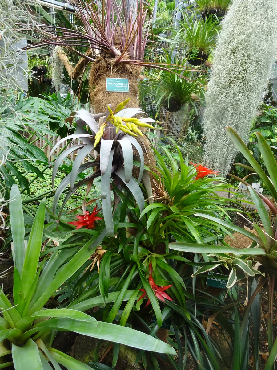 Amazonian Bromeliad (Araeococcus flagellifolius)