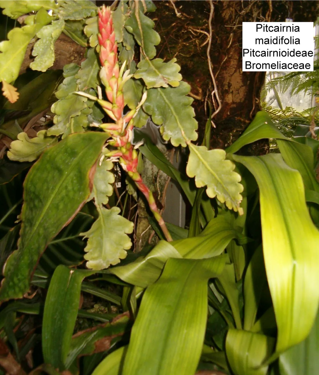 Pitcairnia Flame (Pitcairnia maidifolia)