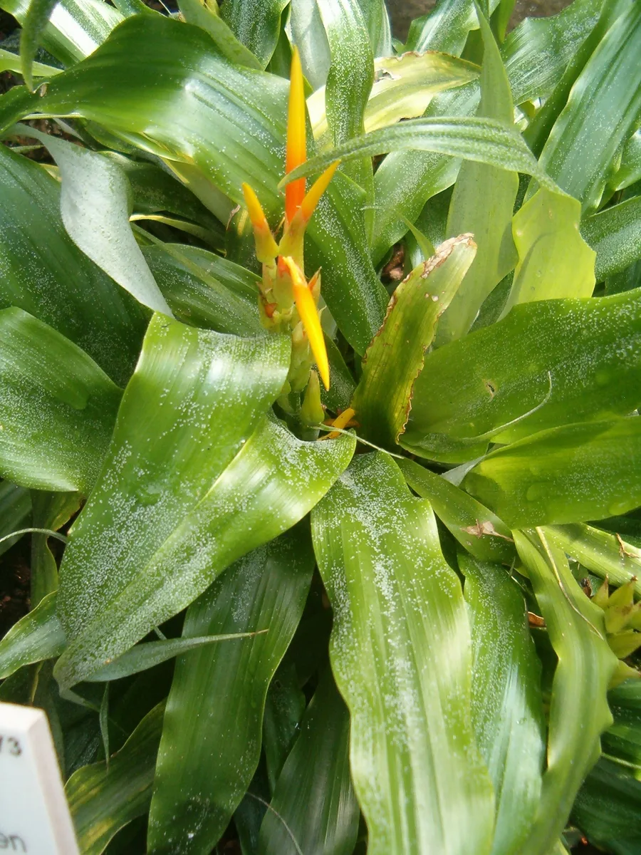 Red Pitcairnia (Pitcairnia andreana)